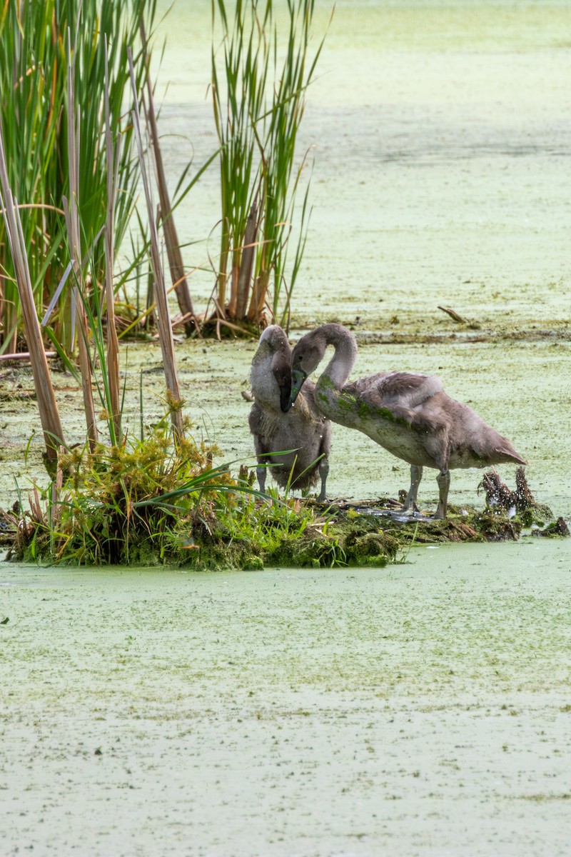 Лебідь-шипун - ML646491326