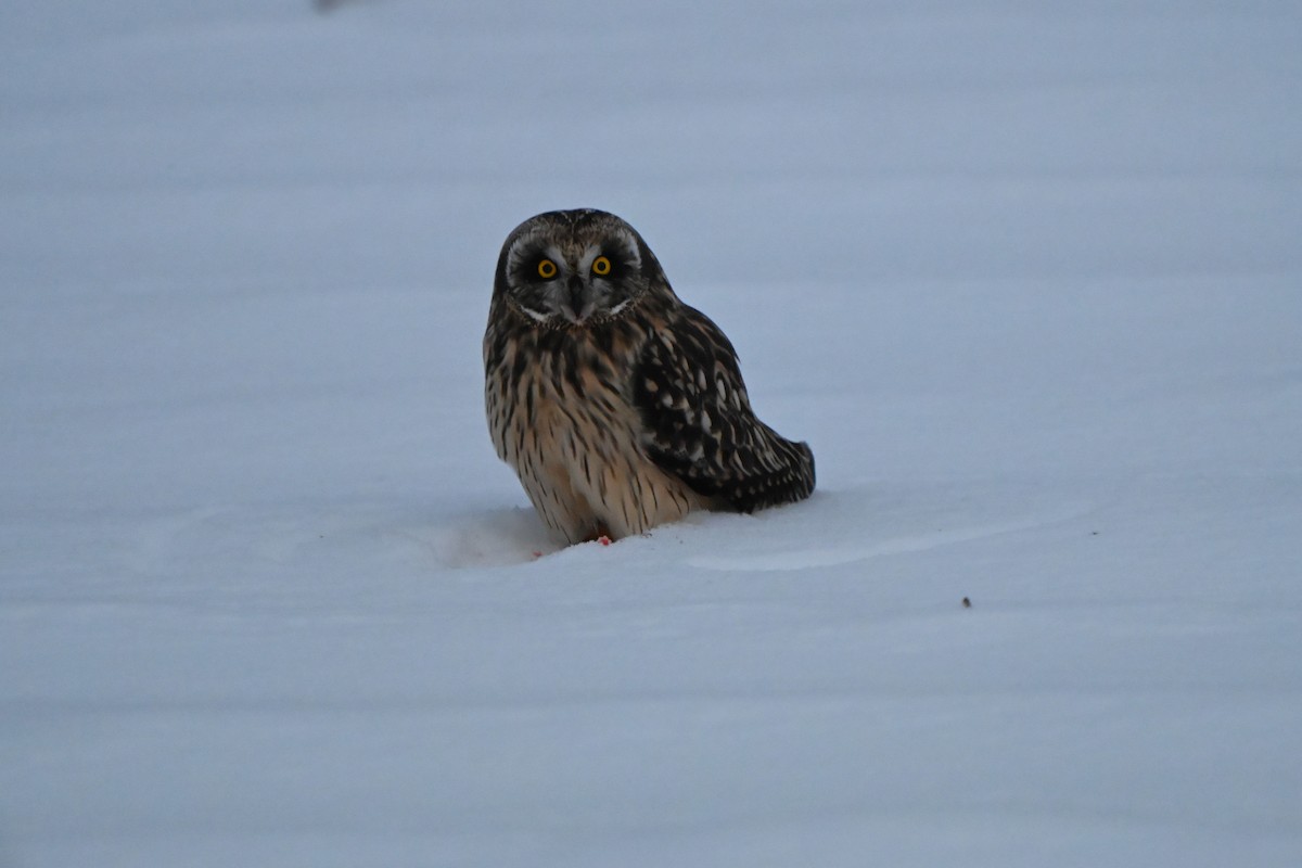 Short-eared Owl - ML646491327