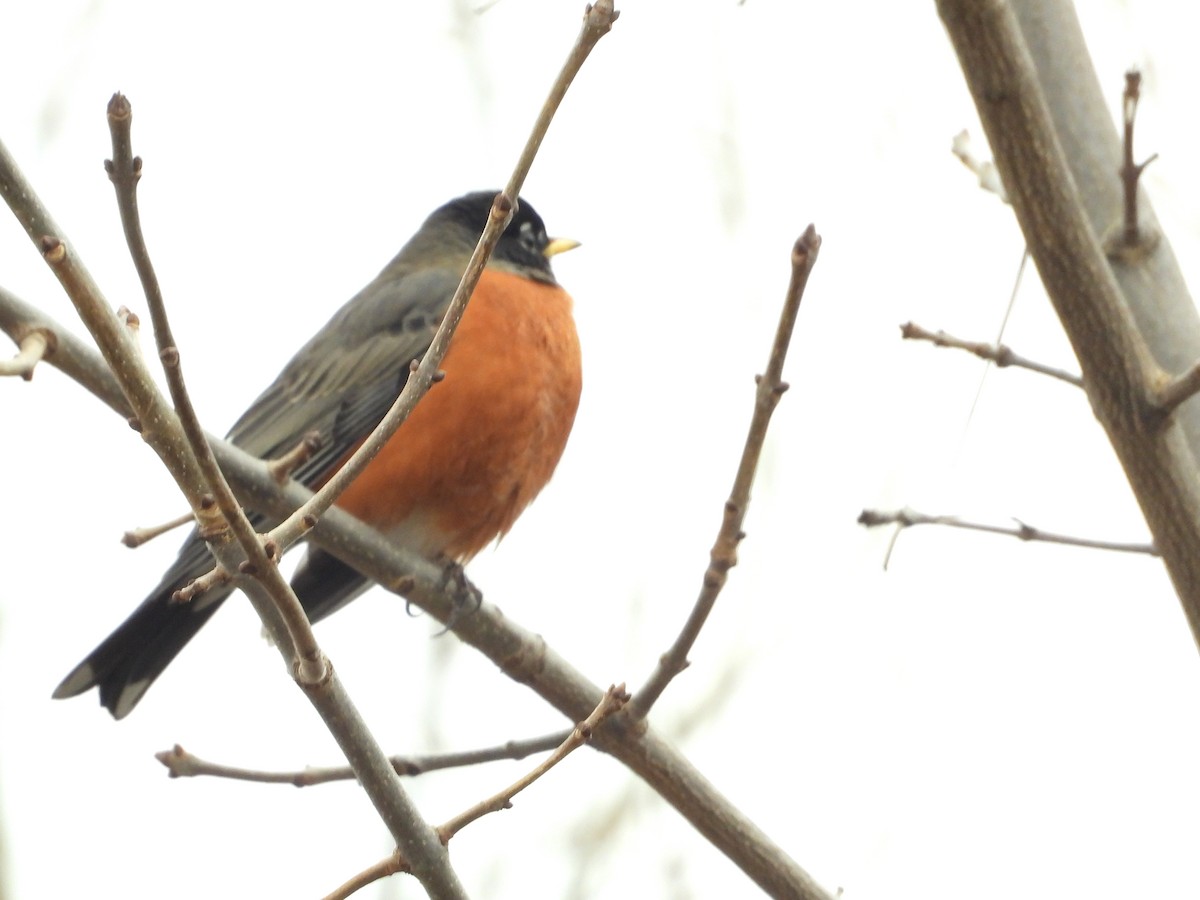 American Robin - ML646491329
