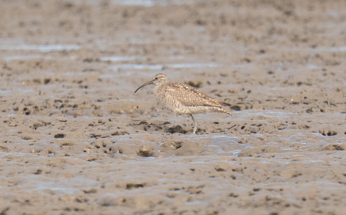 Chiurlo piccolo - ML646491333