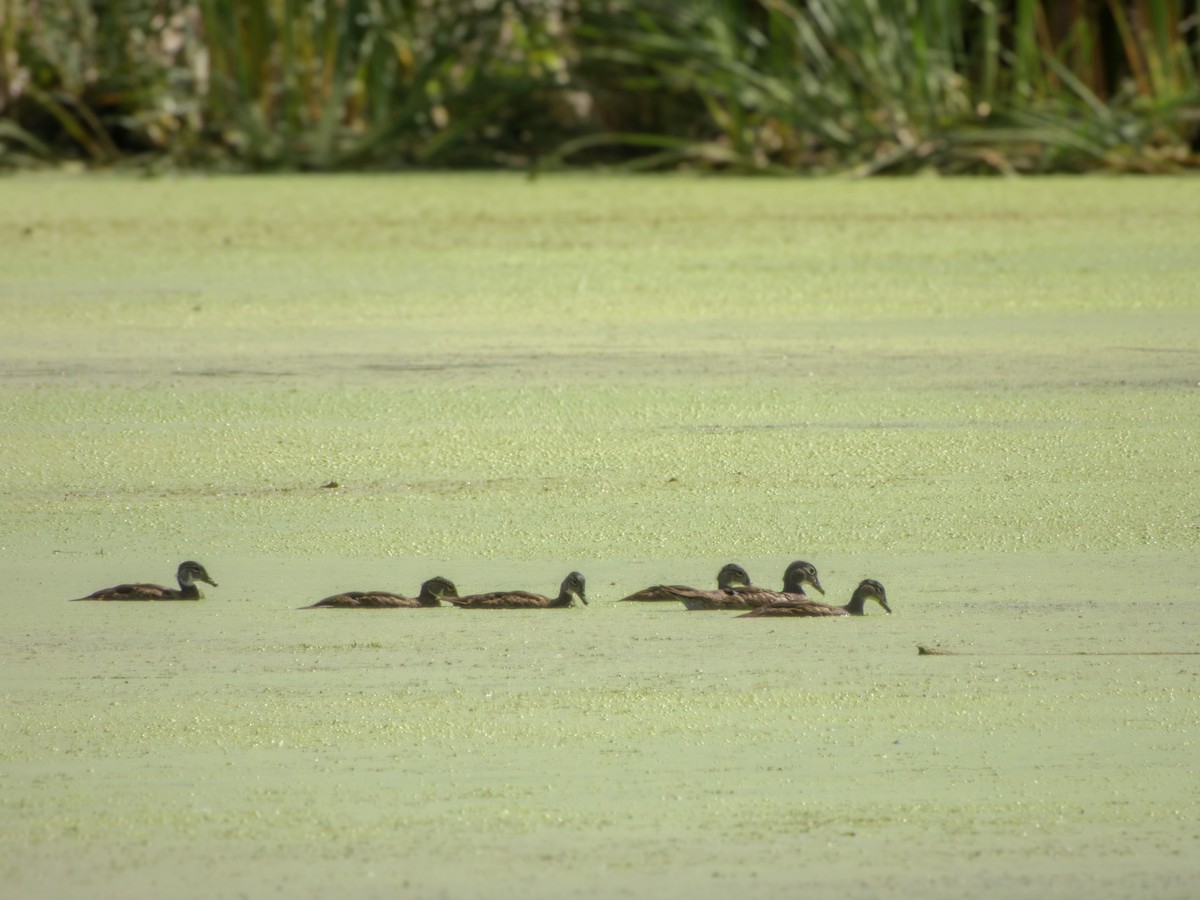 美洲鴛鴦 - ML646491335