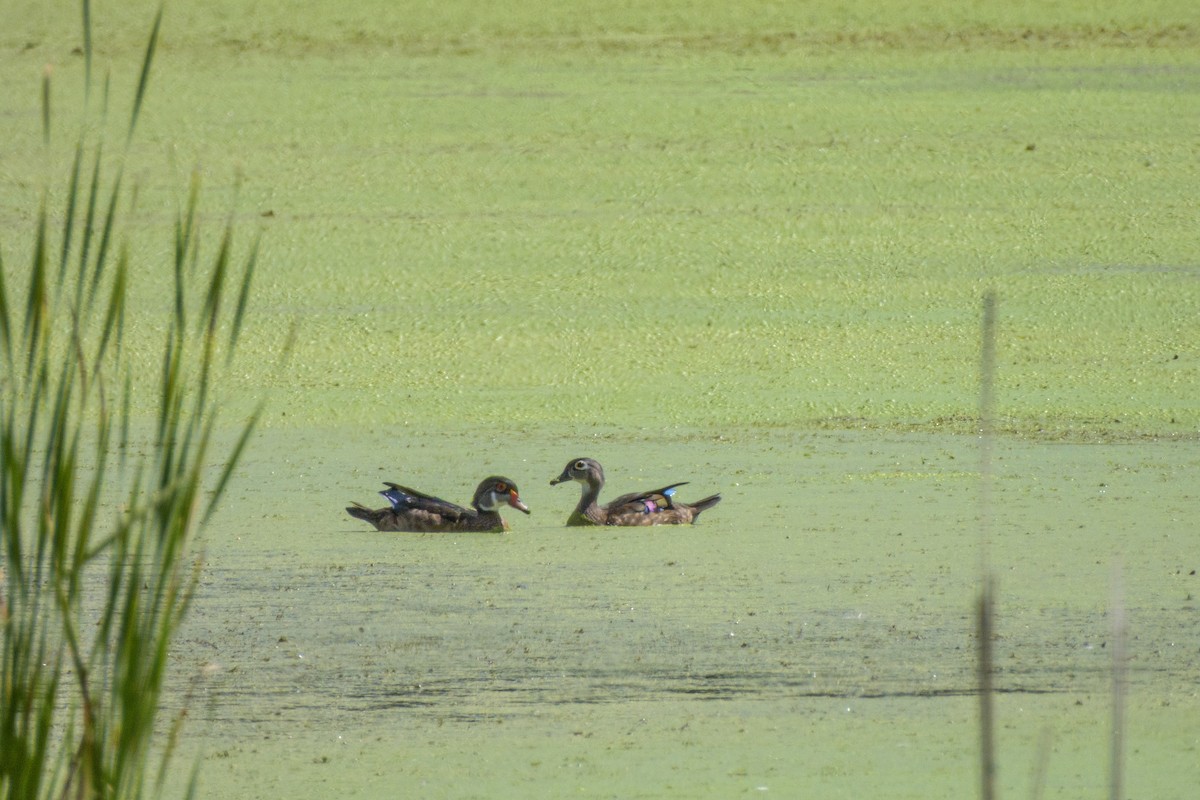 美洲鴛鴦 - ML646491336