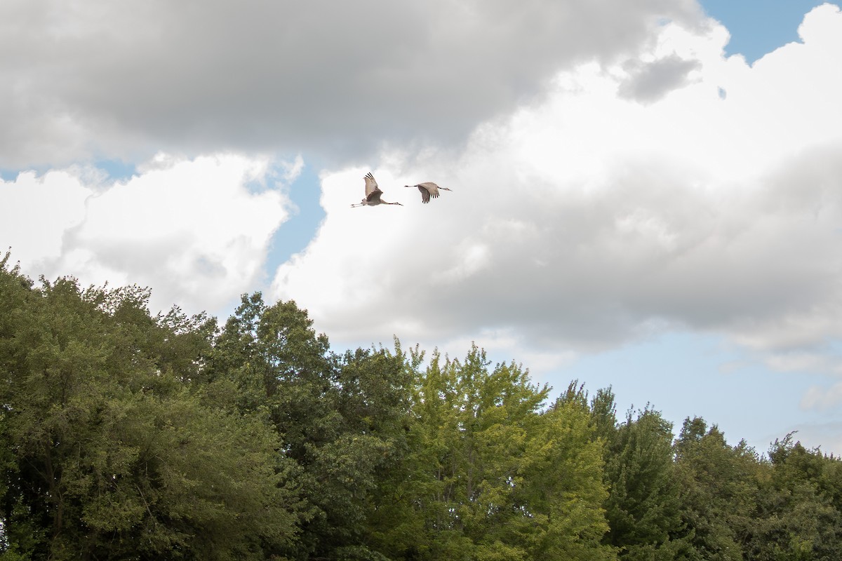 沙丘鶴 - ML646491338