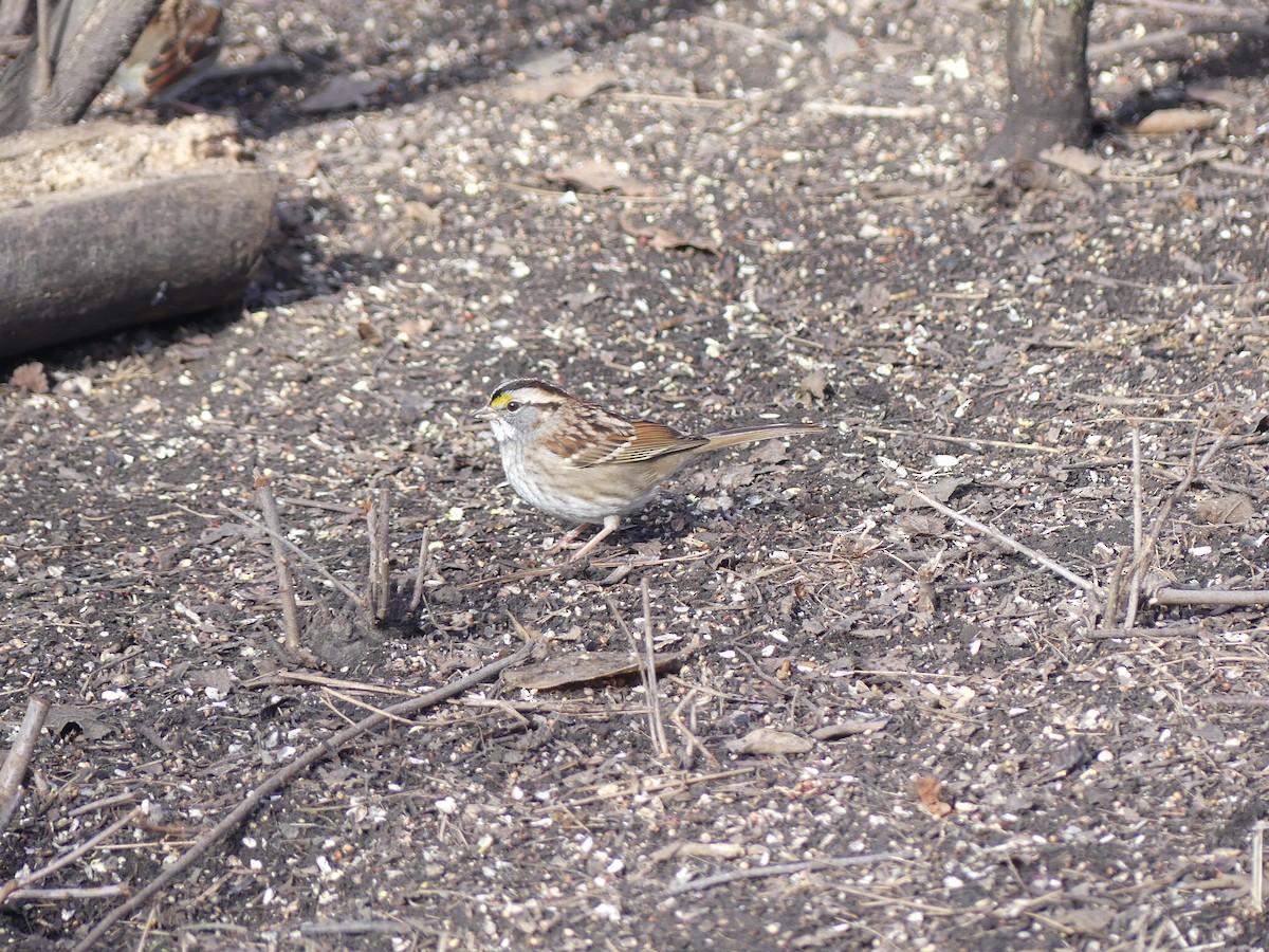 White-throated Sparrow - ML646491339