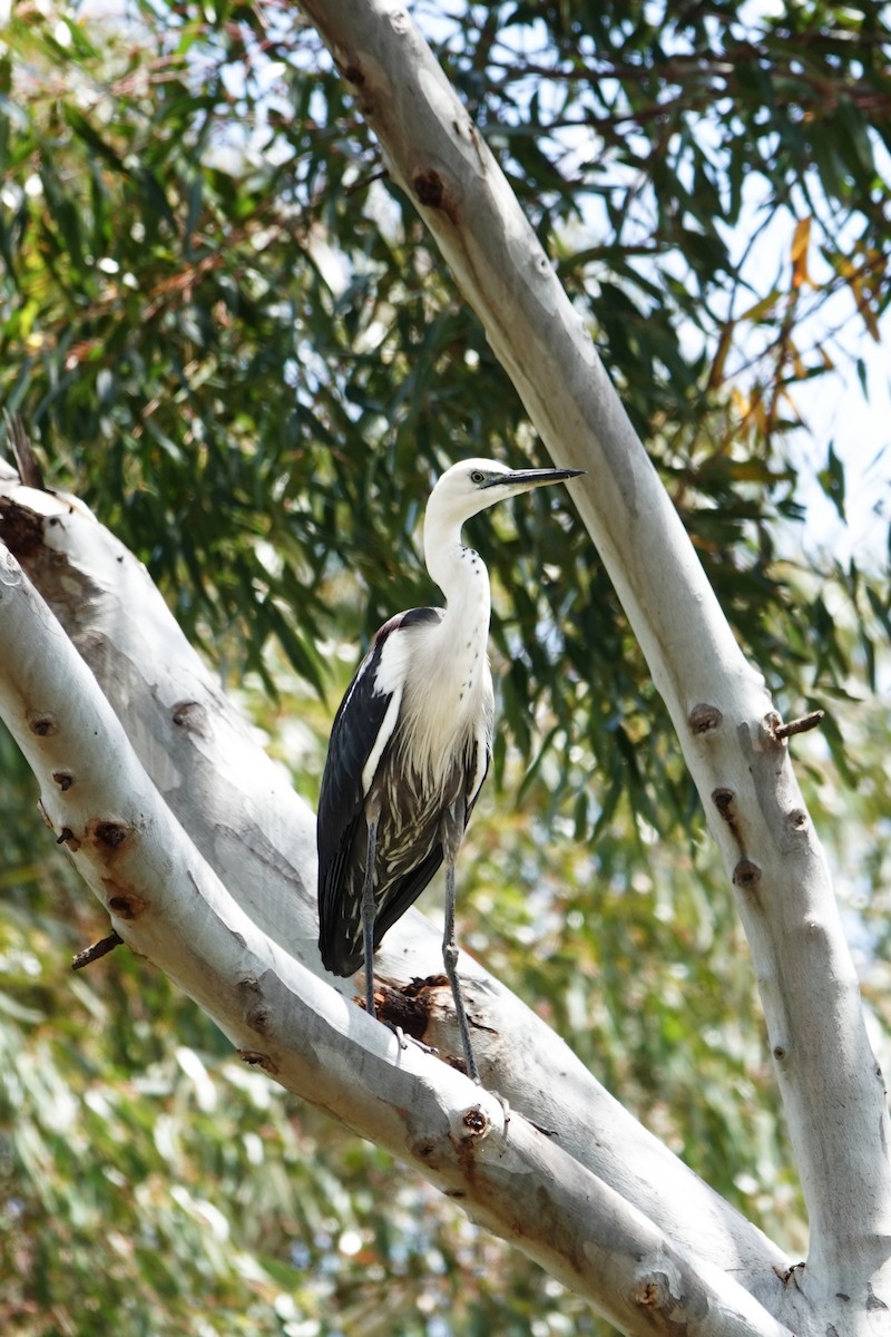 Pacific Heron - ML646491340