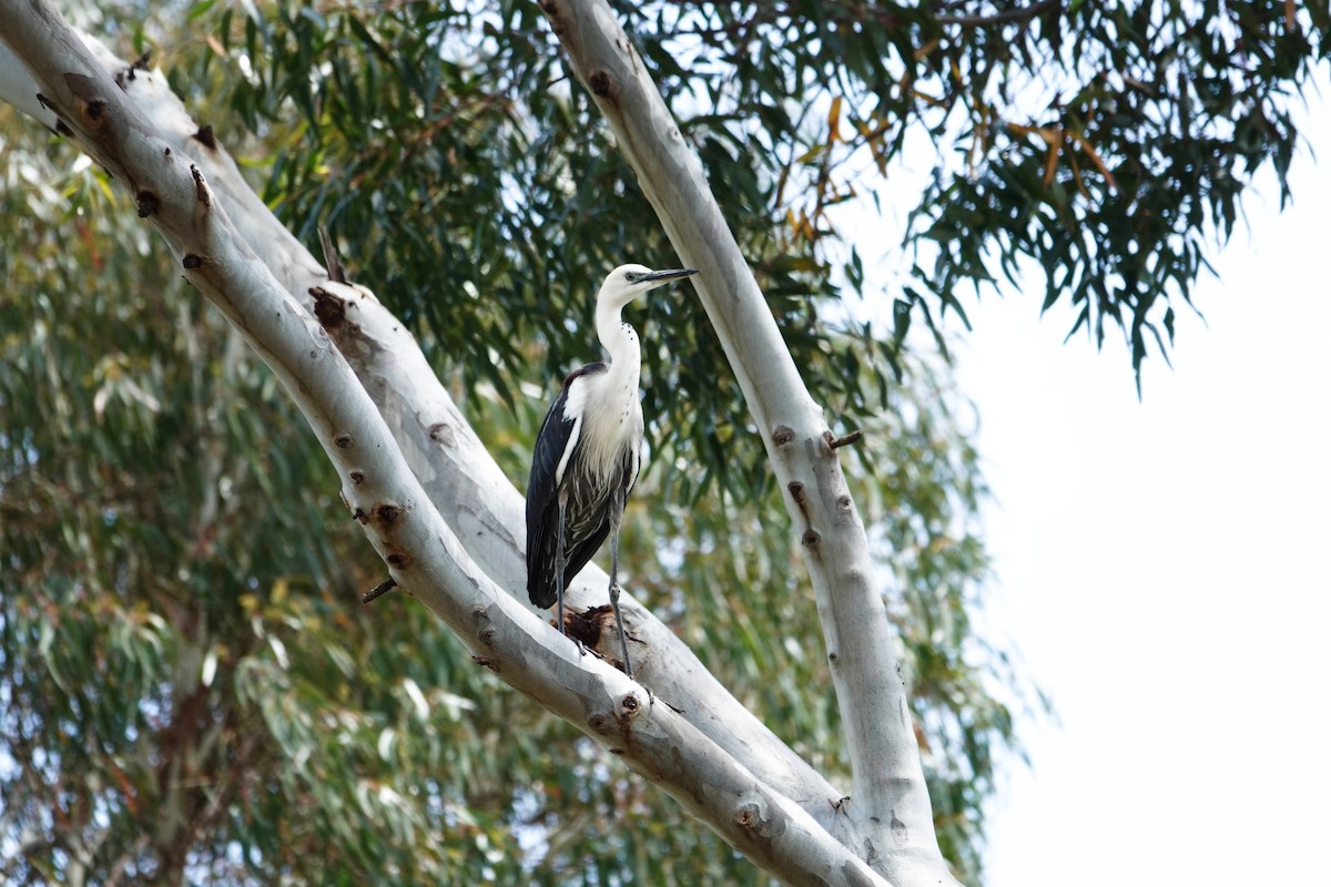 Pacific Heron - ML646491341