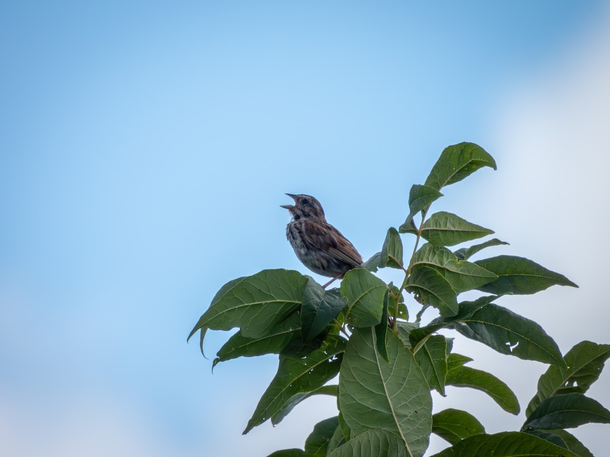 Song Sparrow - ML646491345