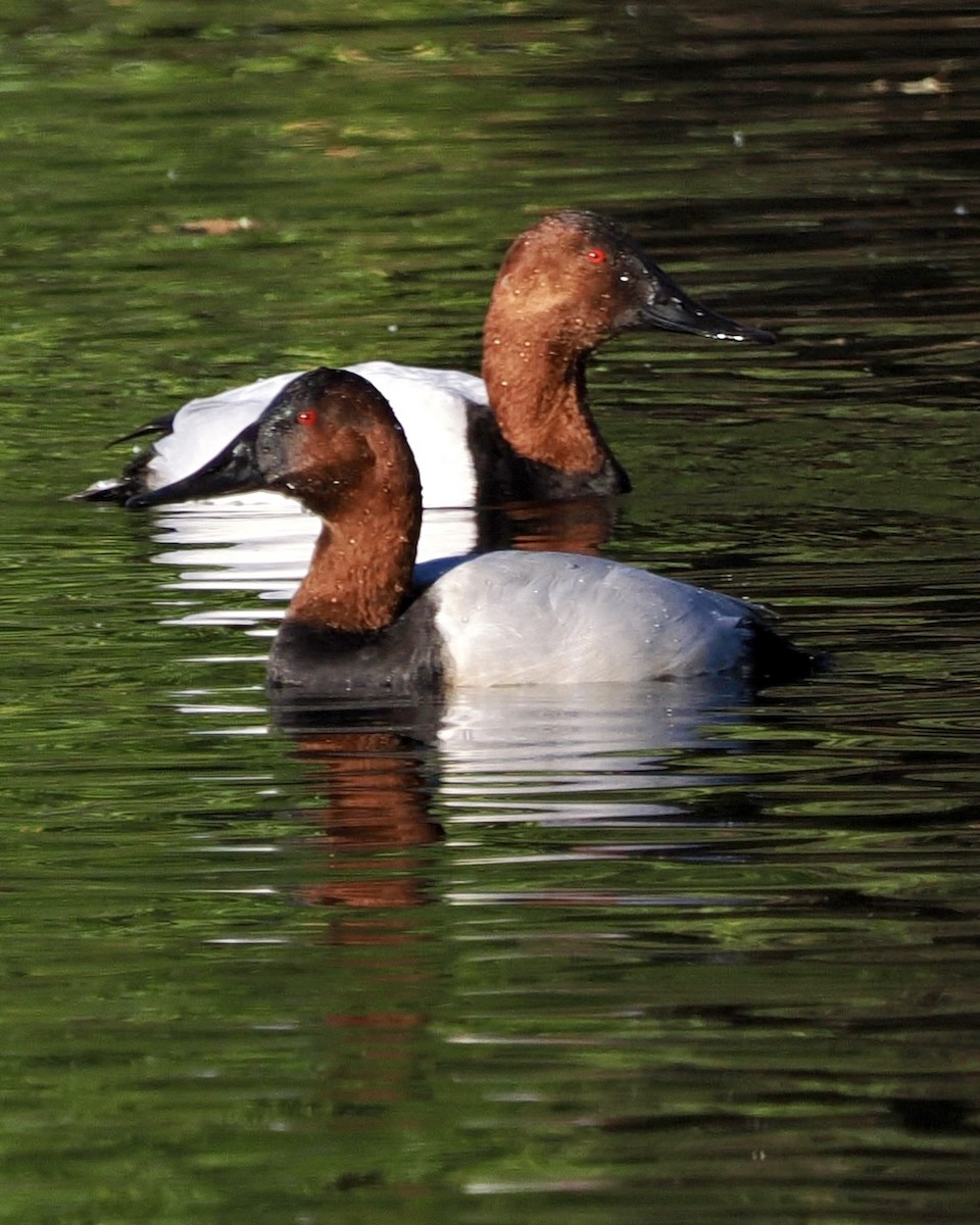Canvasback - ML646491346