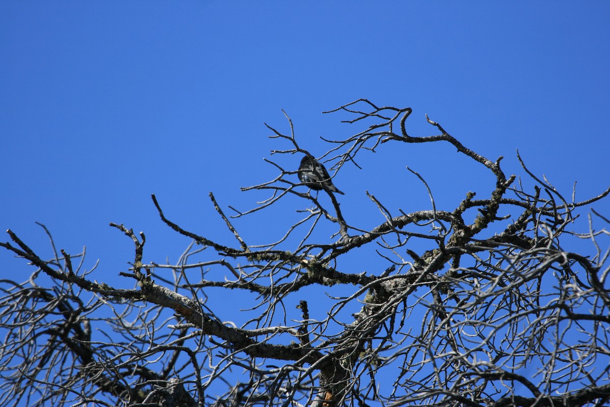 Braunkopf-Kuhstärling - ML646491347