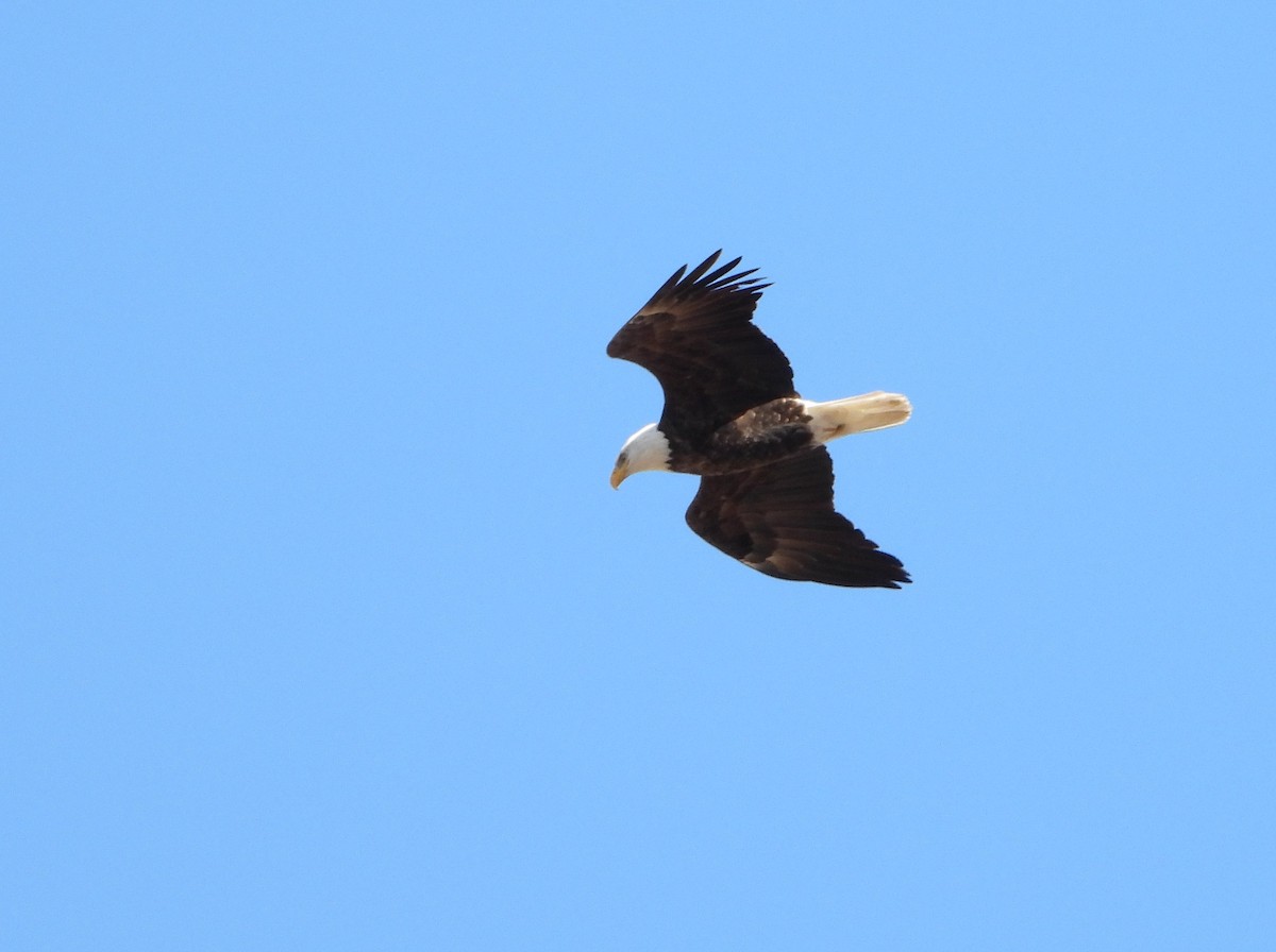 Bald Eagle - ML646491348