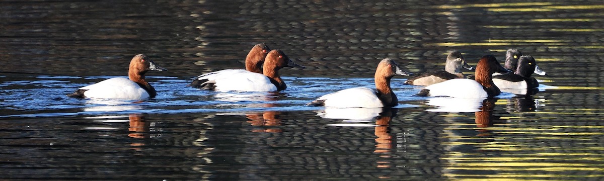 Canvasback - ML646491349