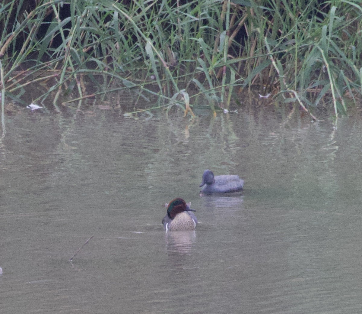 コガモ - ML646491353