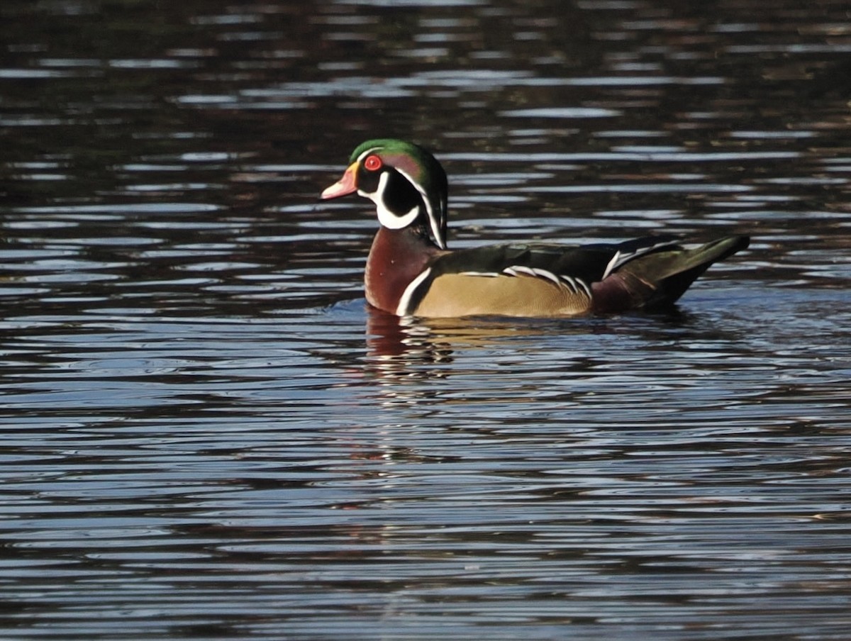 Wood Duck - ML646491355