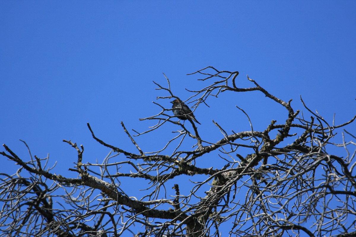 Braunkopf-Kuhstärling - ML646491357