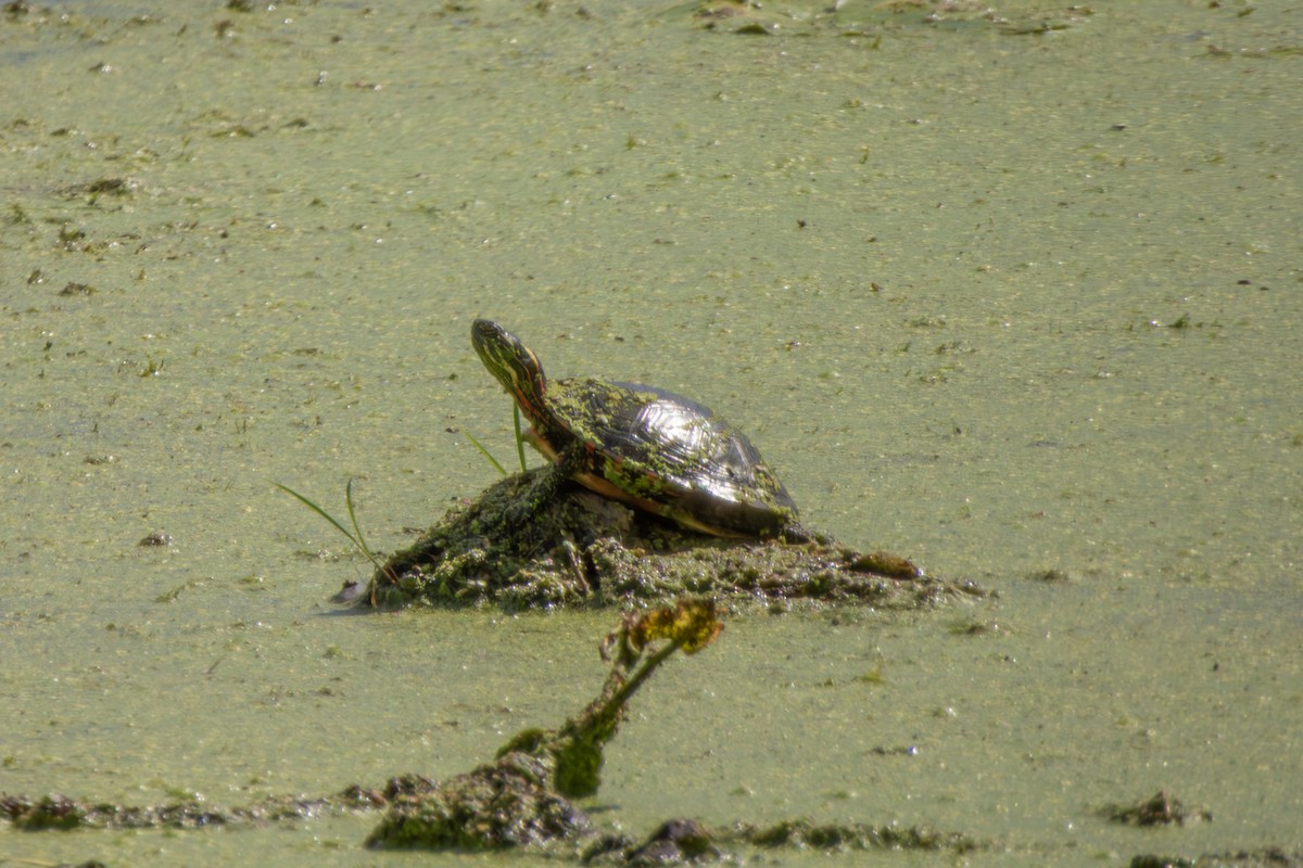 錦龜 (油彩龜) - ML646491358