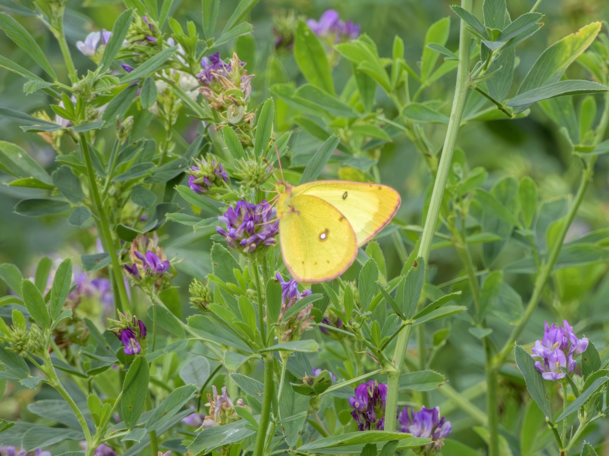 Clouded Sulphur - ML646491359