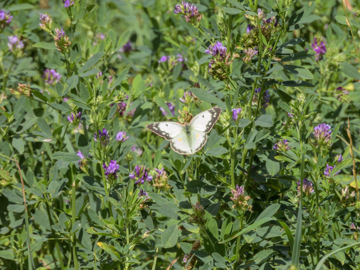 Clouded Sulphur - ML646491360