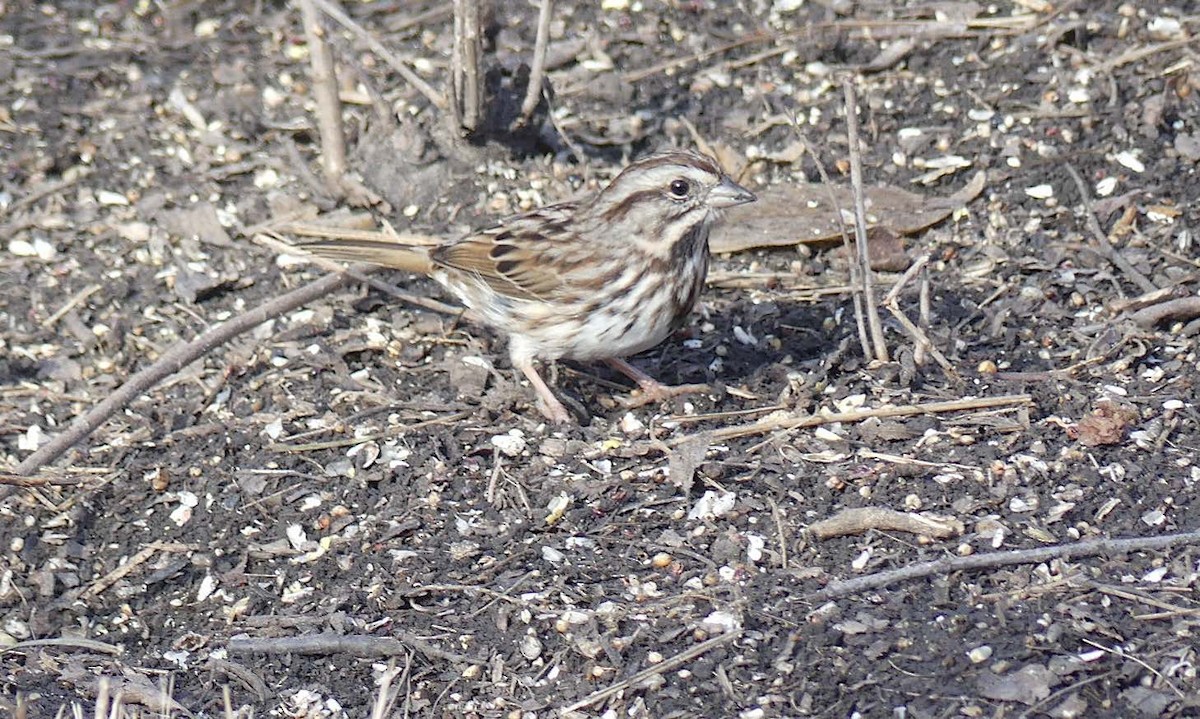 Song Sparrow - ML646491362
