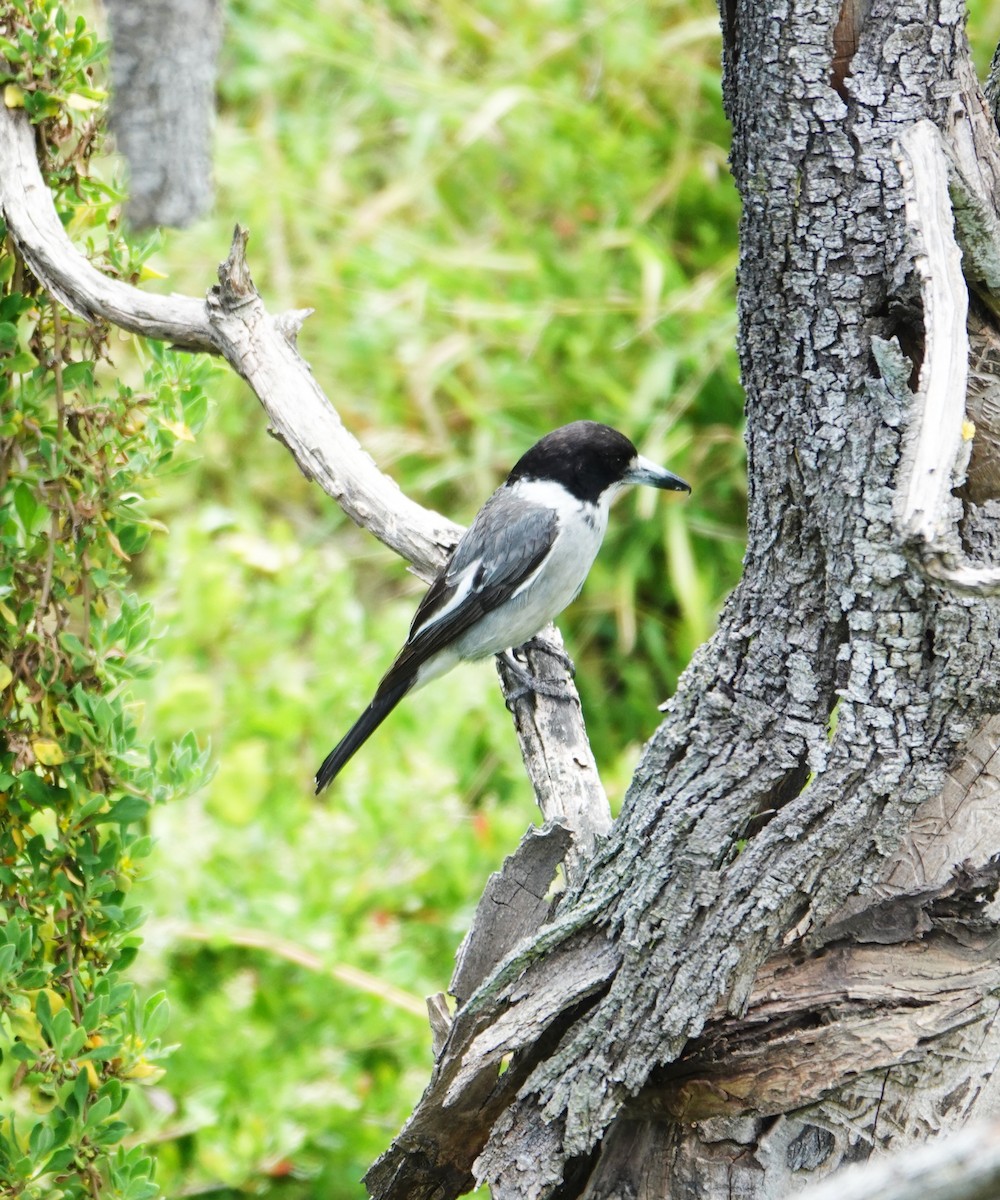 Gray Butcherbird - ML646491363