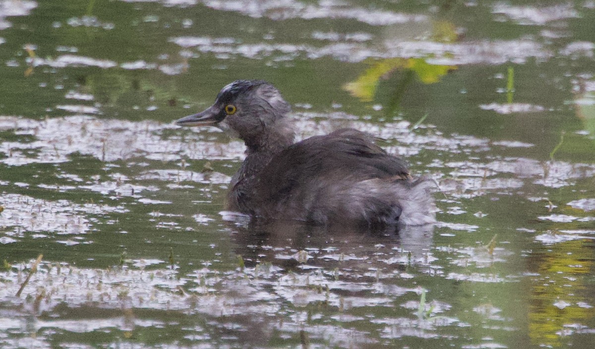 ヒメカイツブリ - ML646491364