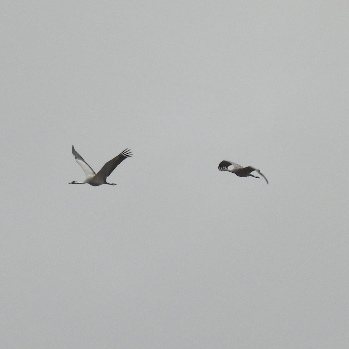 Серый журавль - ML646491368