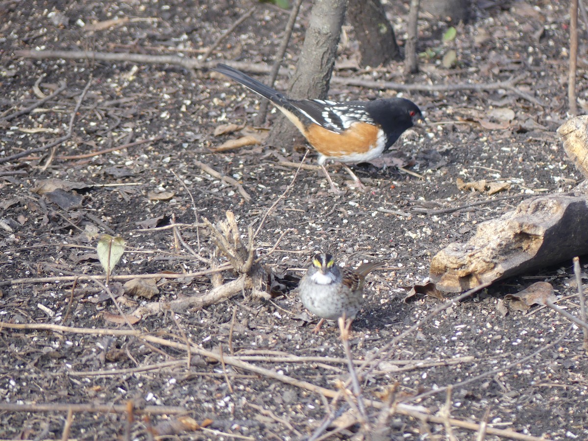 Spotted Towhee - ML646491373