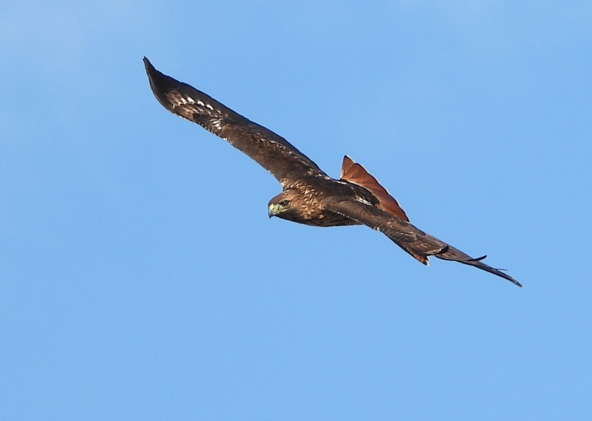 Red-tailed Hawk - ML646491375