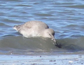 Piro piro semipalmato - ML646491376