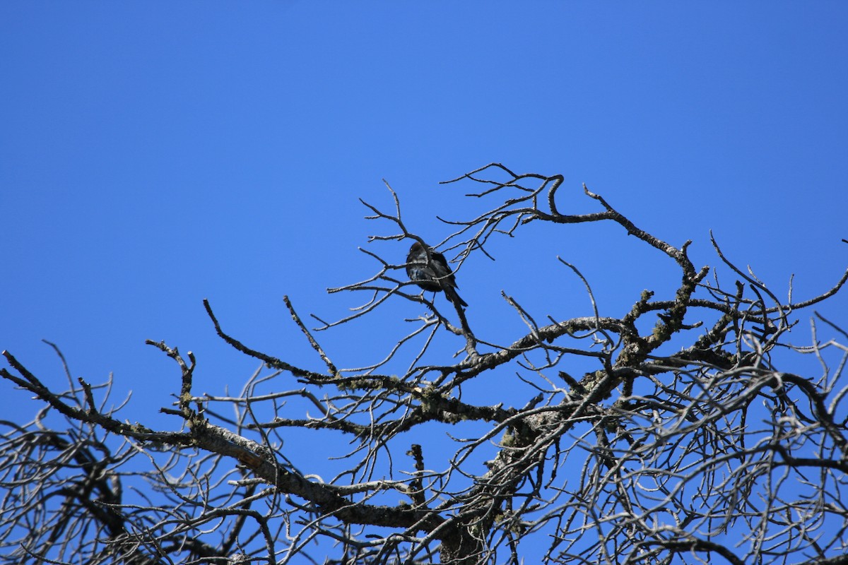 Braunkopf-Kuhstärling - ML646491378