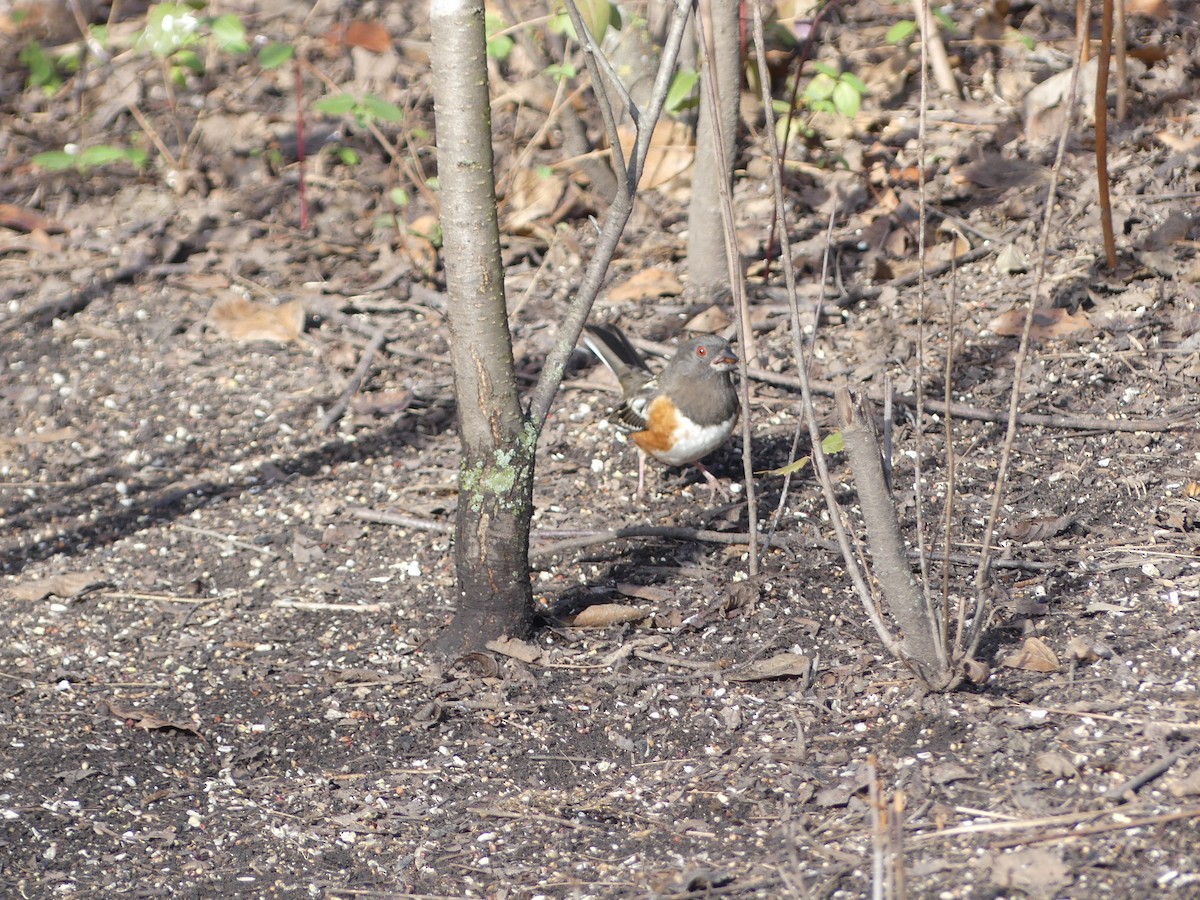 Spotted Towhee - ML646491385