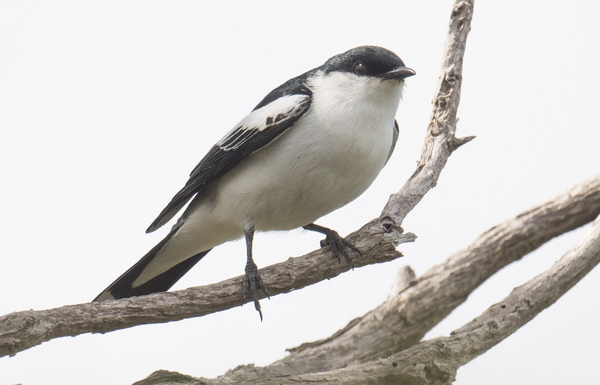 White-winged Triller - ML646491386