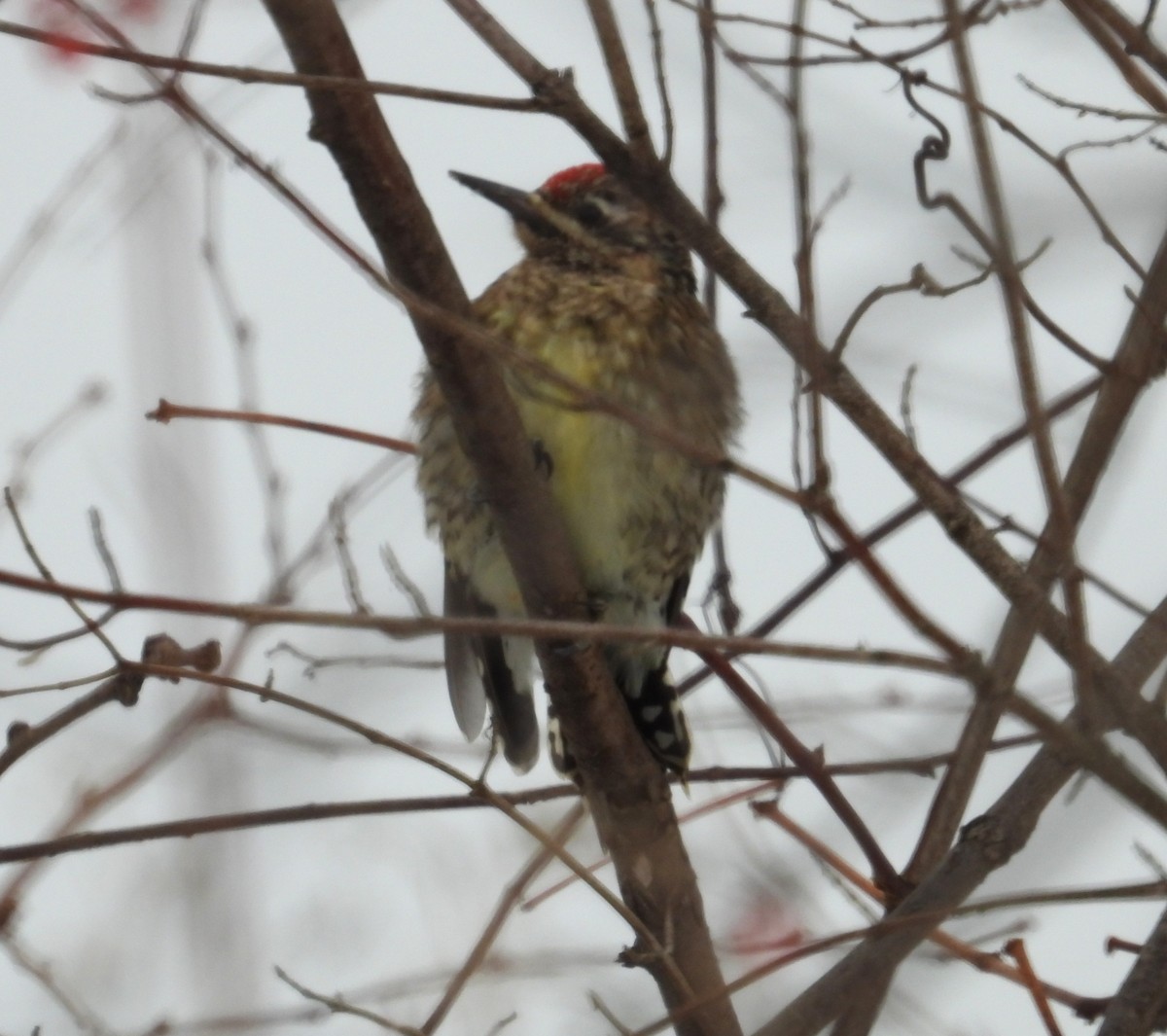 נקר צהוב-בטן - ML646491389