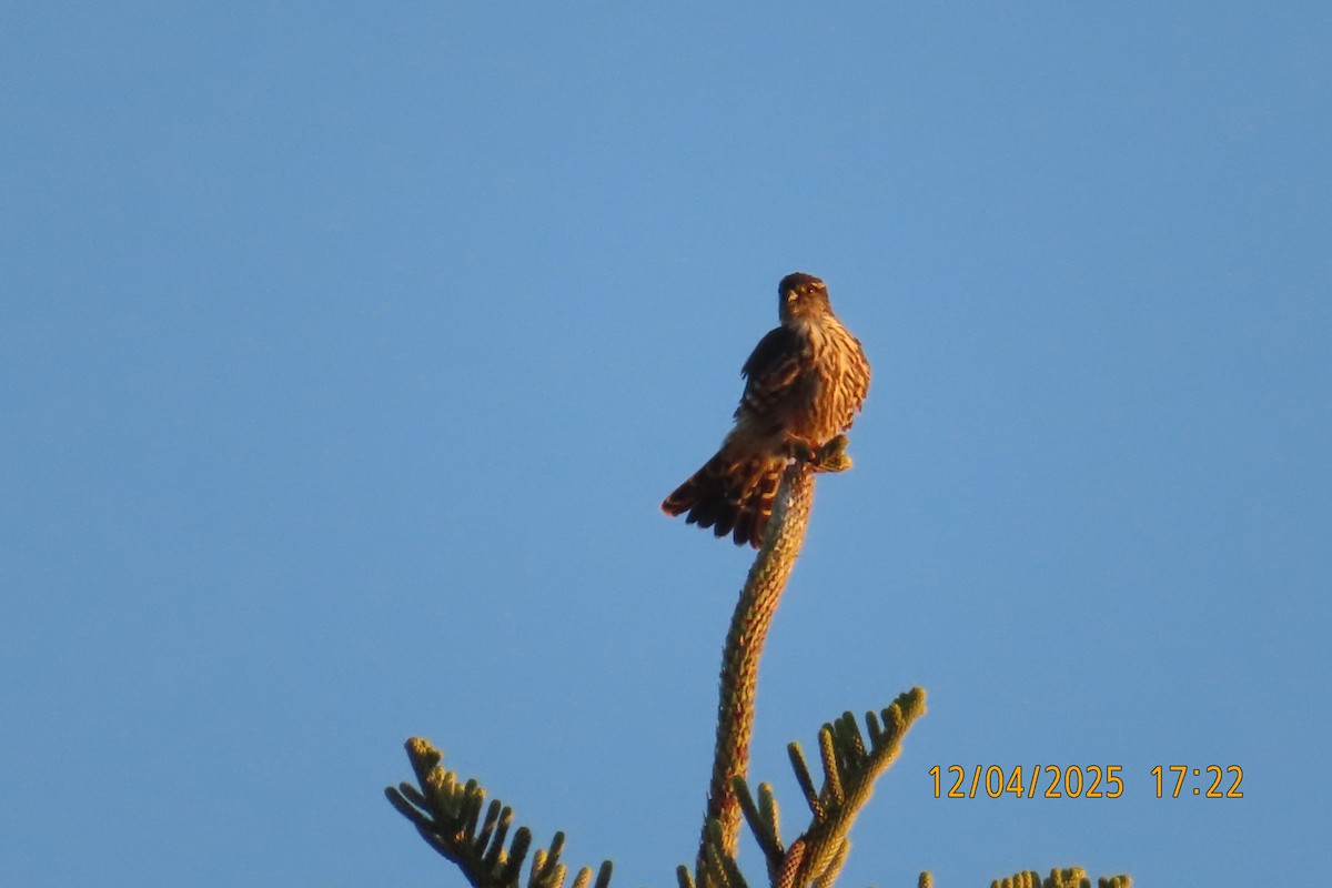 Merlin - ML646491390