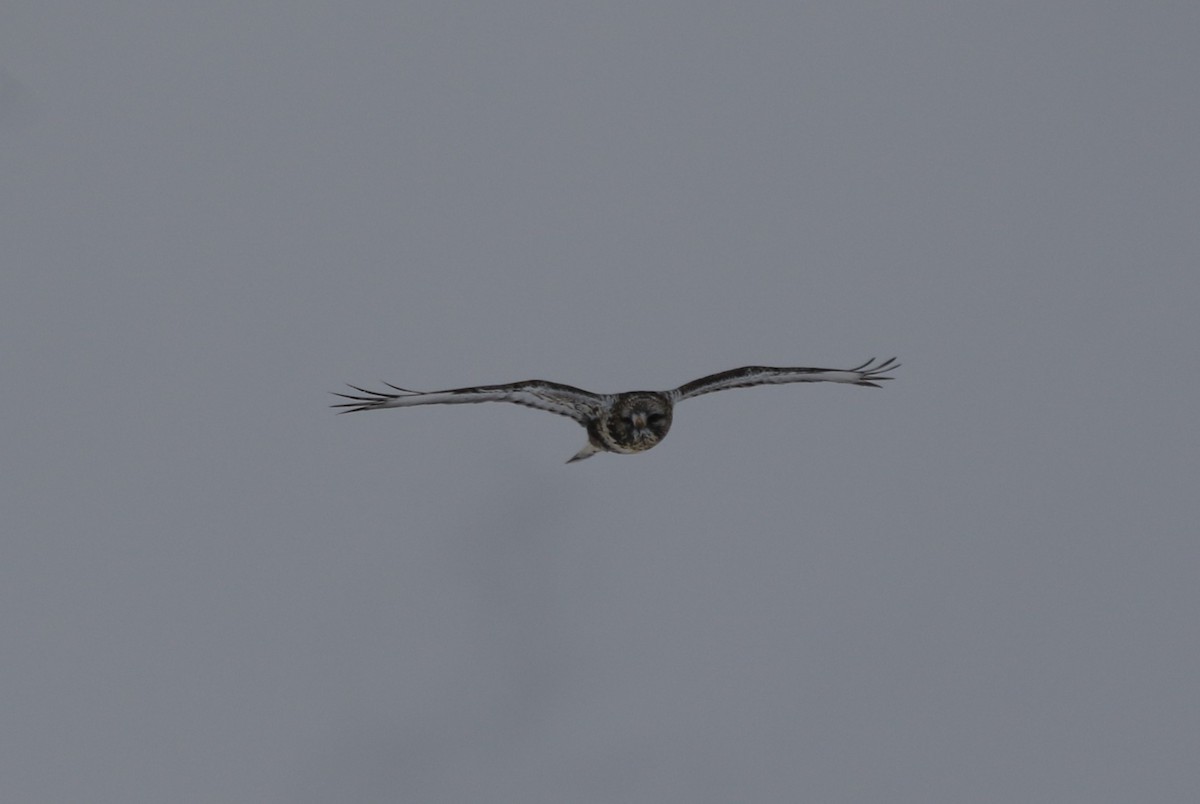 Raufußbussard - ML646491395