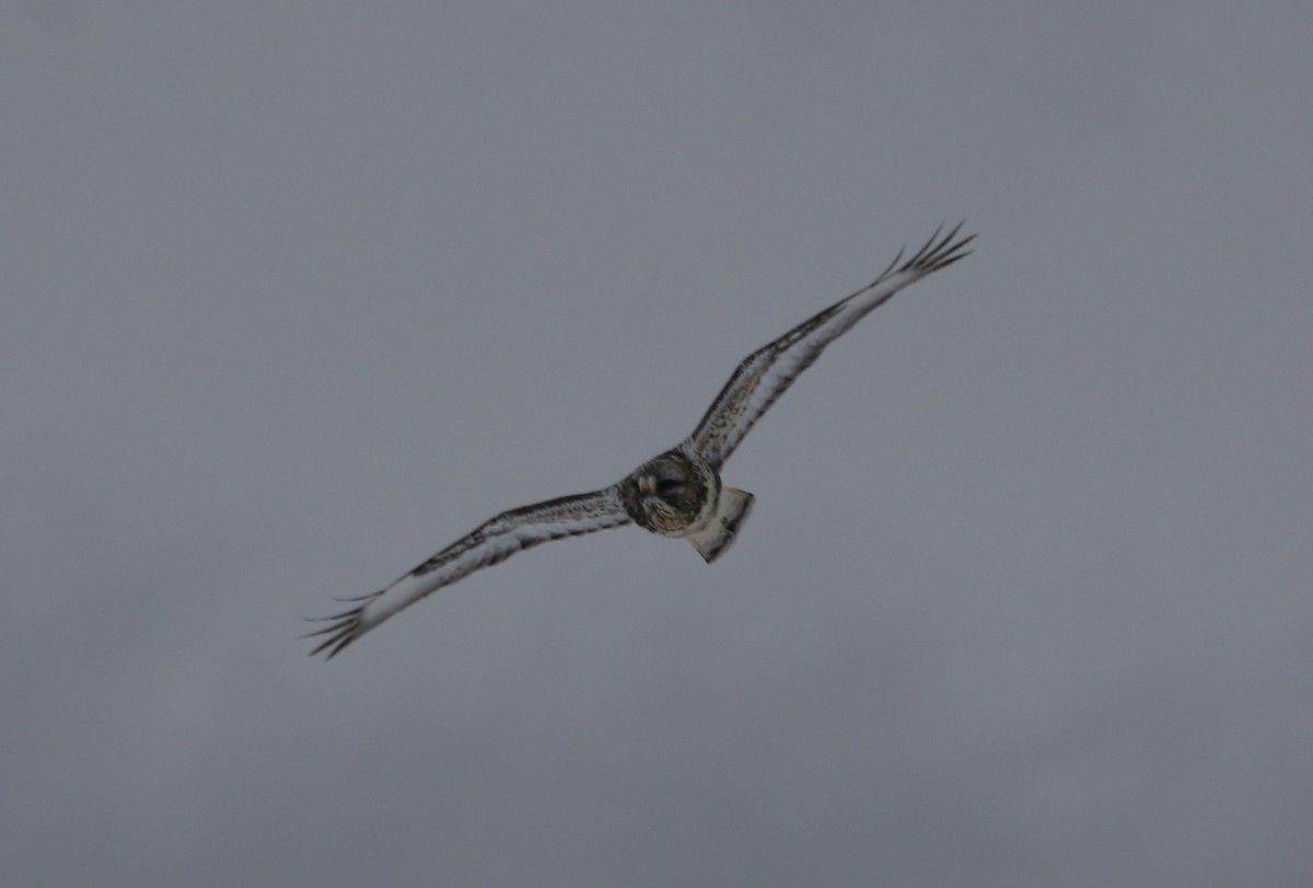 Raufußbussard - ML646491396