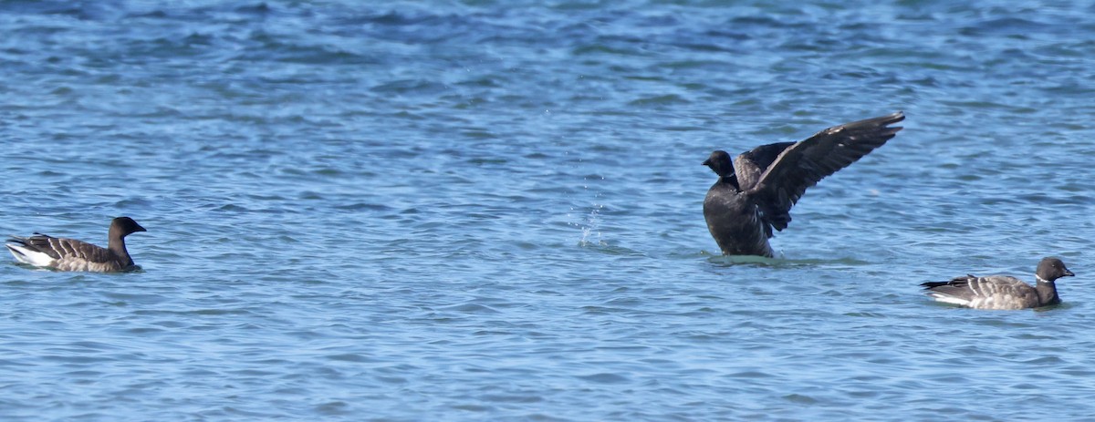 Oca colombaccio - ML646491397