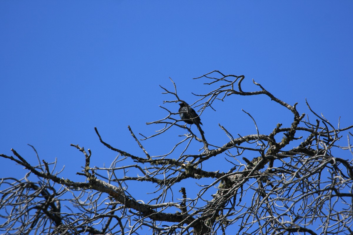 Braunkopf-Kuhstärling - ML646491399