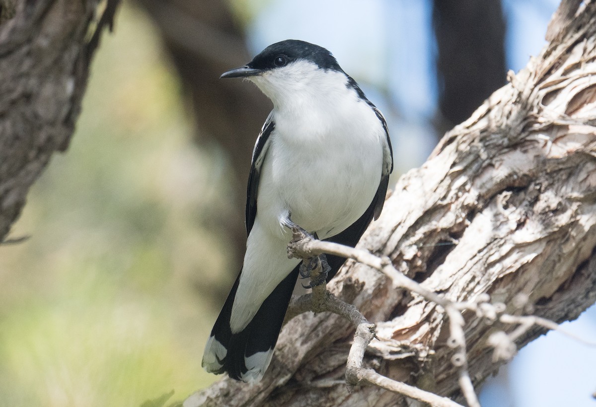 White-winged Triller - ML646491411