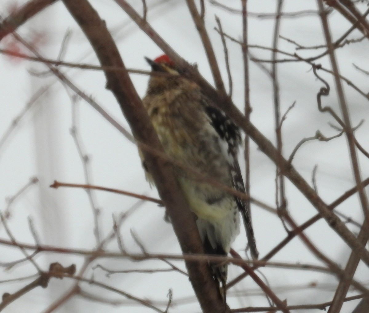 נקר צהוב-בטן - ML646491412