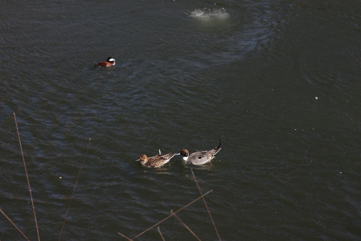 ברווז חד-זנב - ML646491418