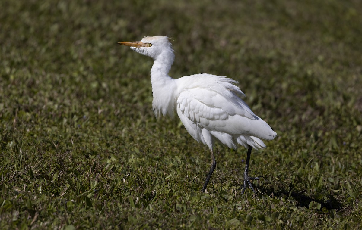Western Cattle-Egret - ML646491424