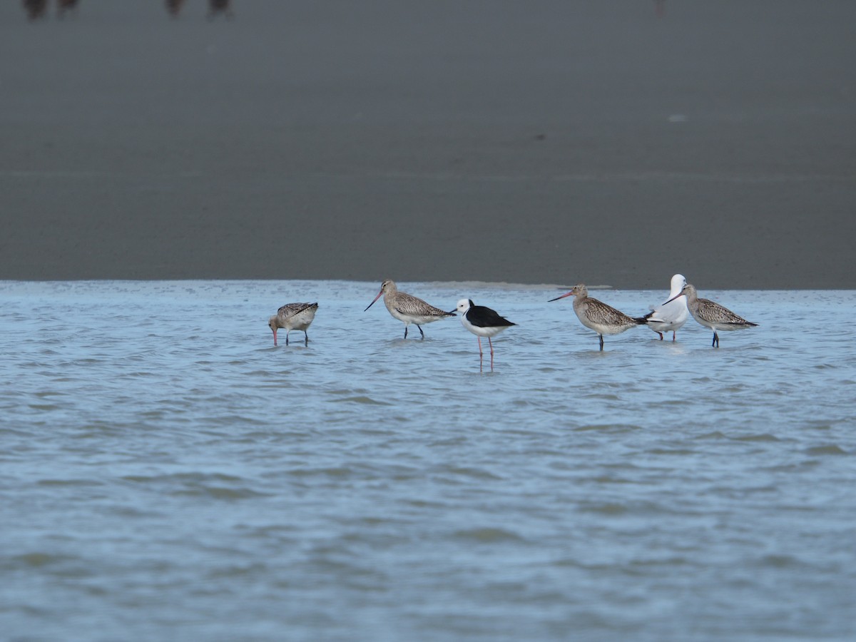 Bar-tailed Godwit - ML646491425