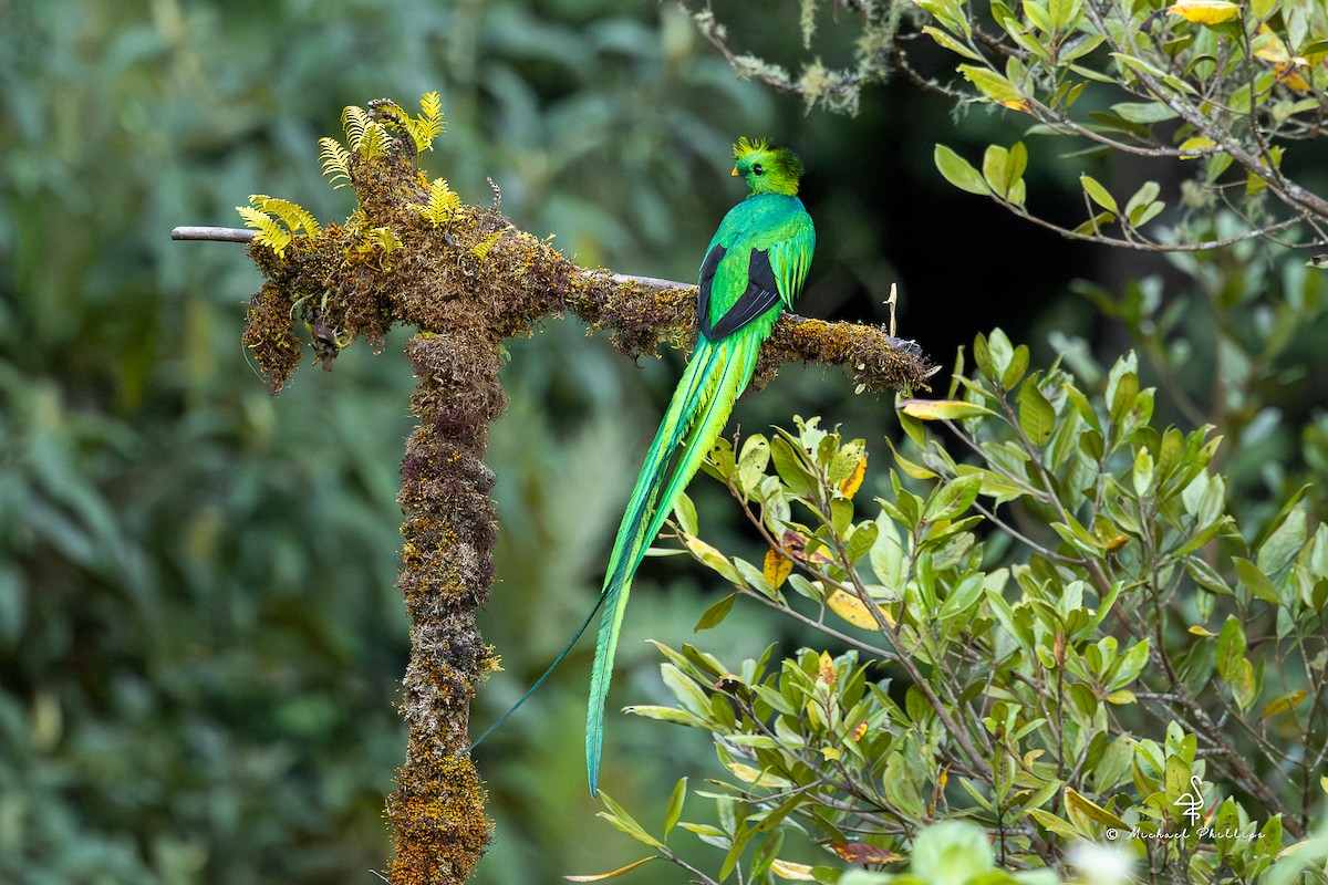 Resplendent Quetzal (Costa Rican) - ML646491428