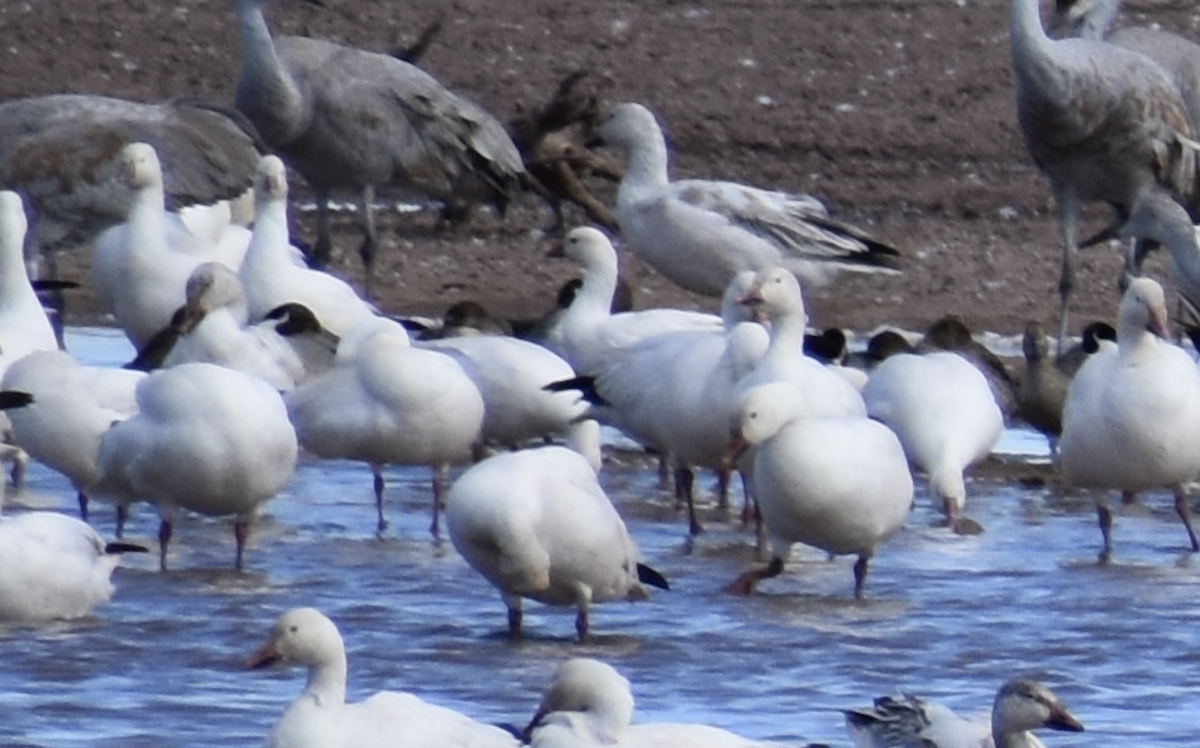 Ross's Goose - ML646491429