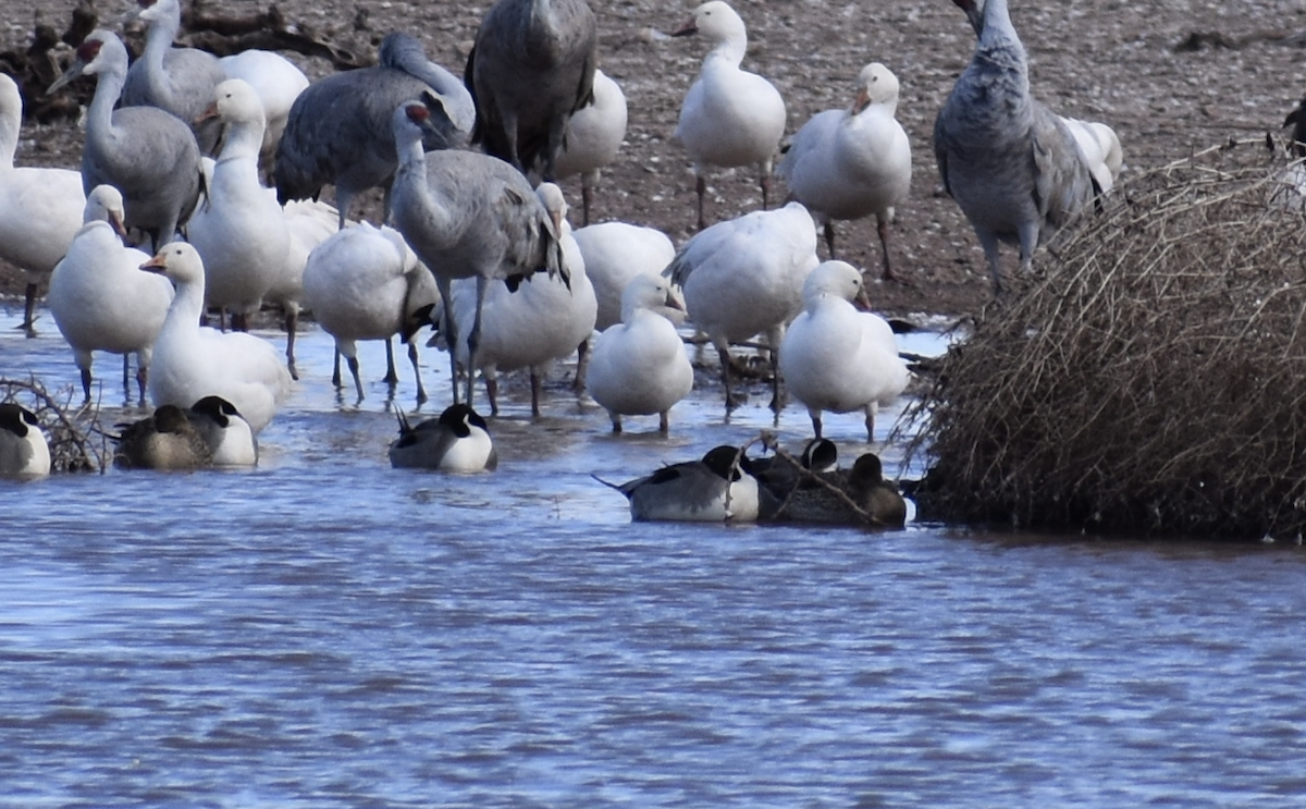 Ross's Goose - ML646491430