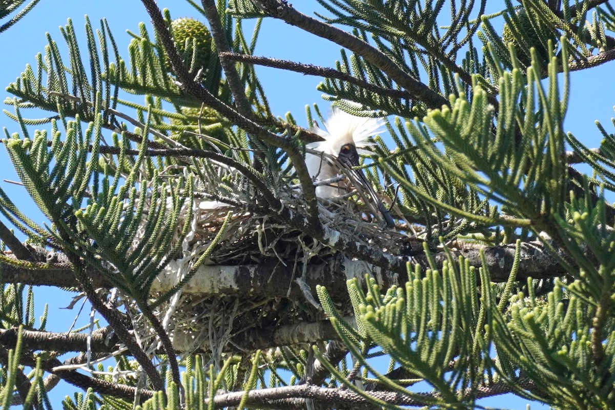 Royal Spoonbill - ML646491431