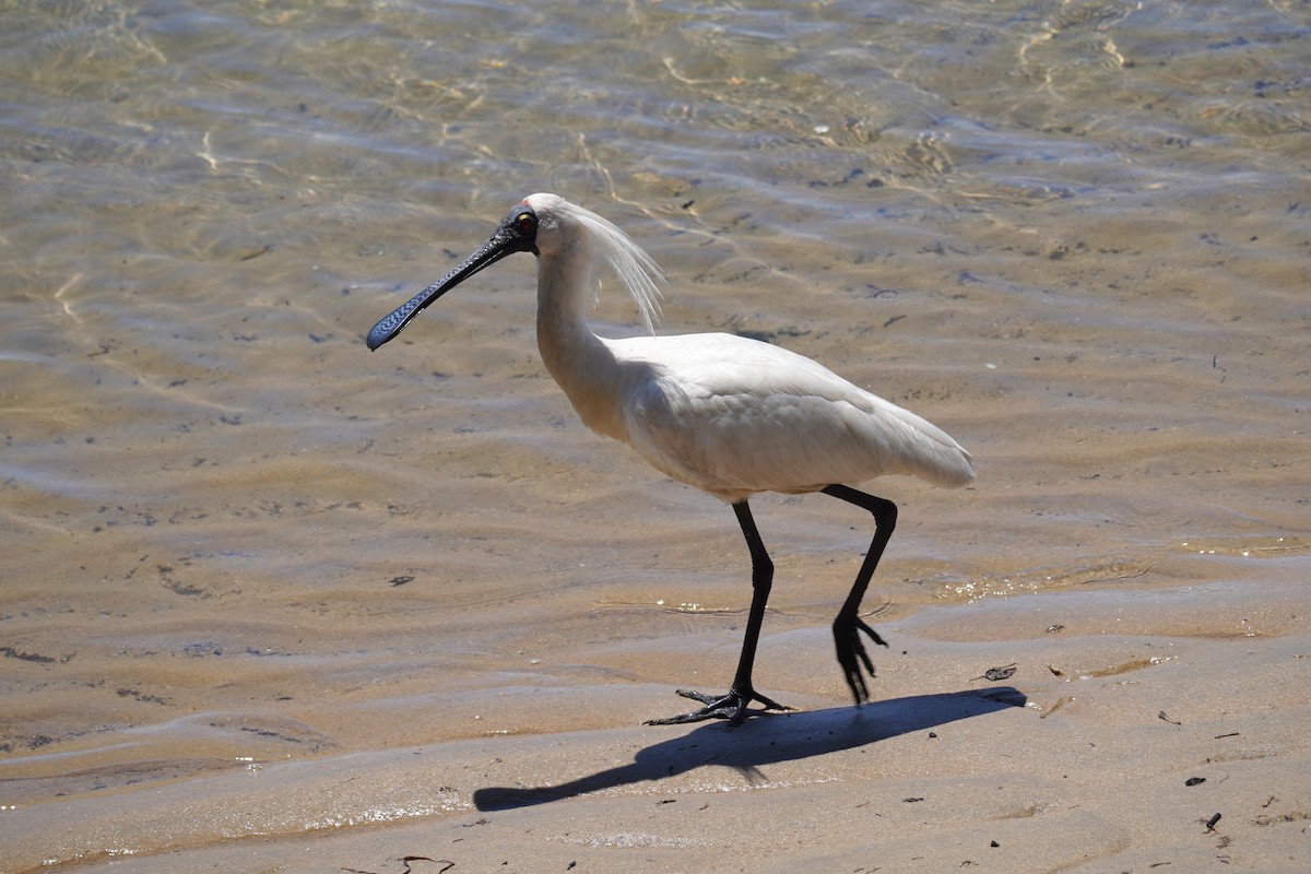 Royal Spoonbill - ML646491432