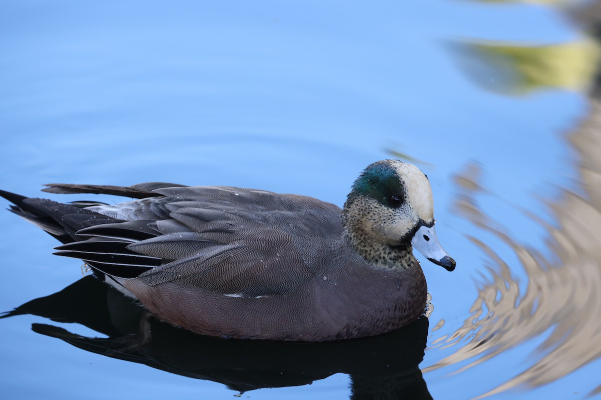 Fischione americano - ML646491433