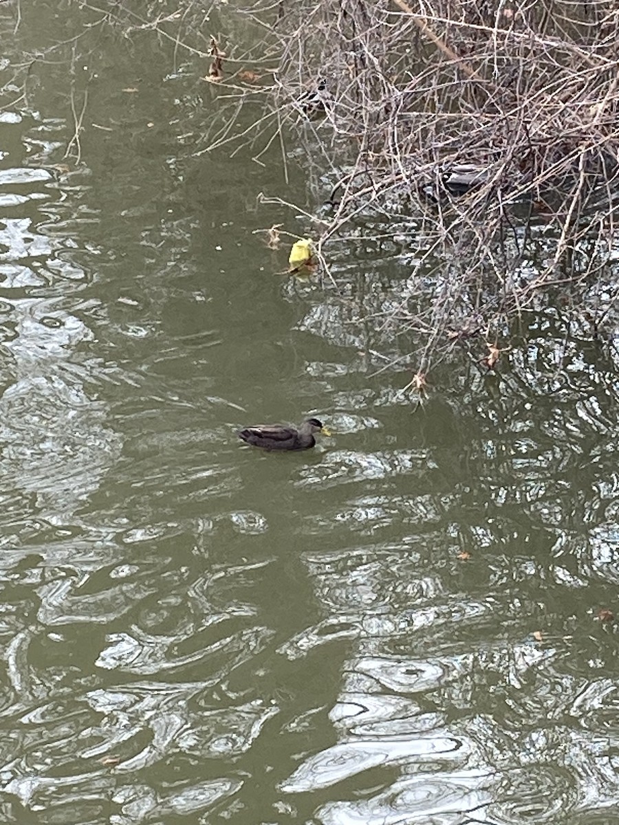 Ahate iluna - ML646491434