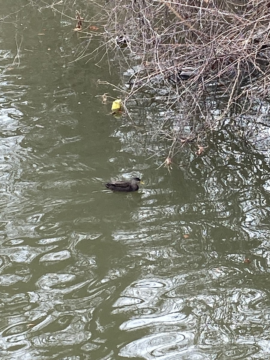 Ahate iluna - ML646491435